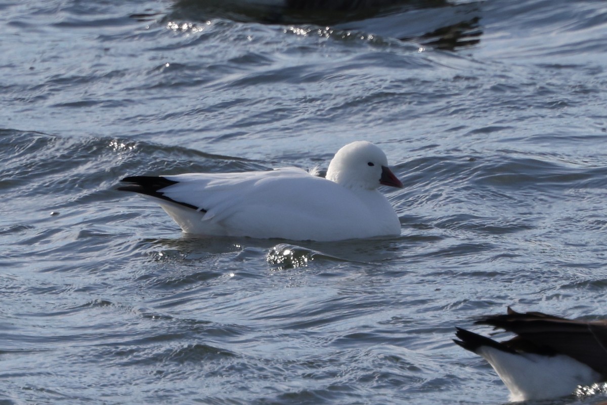 Ross's Goose - ML646868848