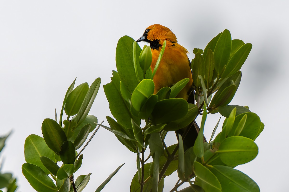 Пестрогрудый трупиал - ML646868849