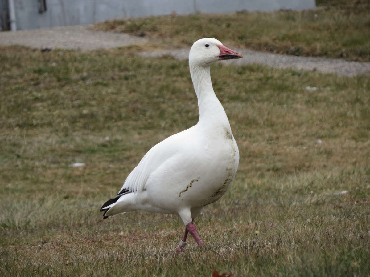 Ánsar Nival - ML646868850