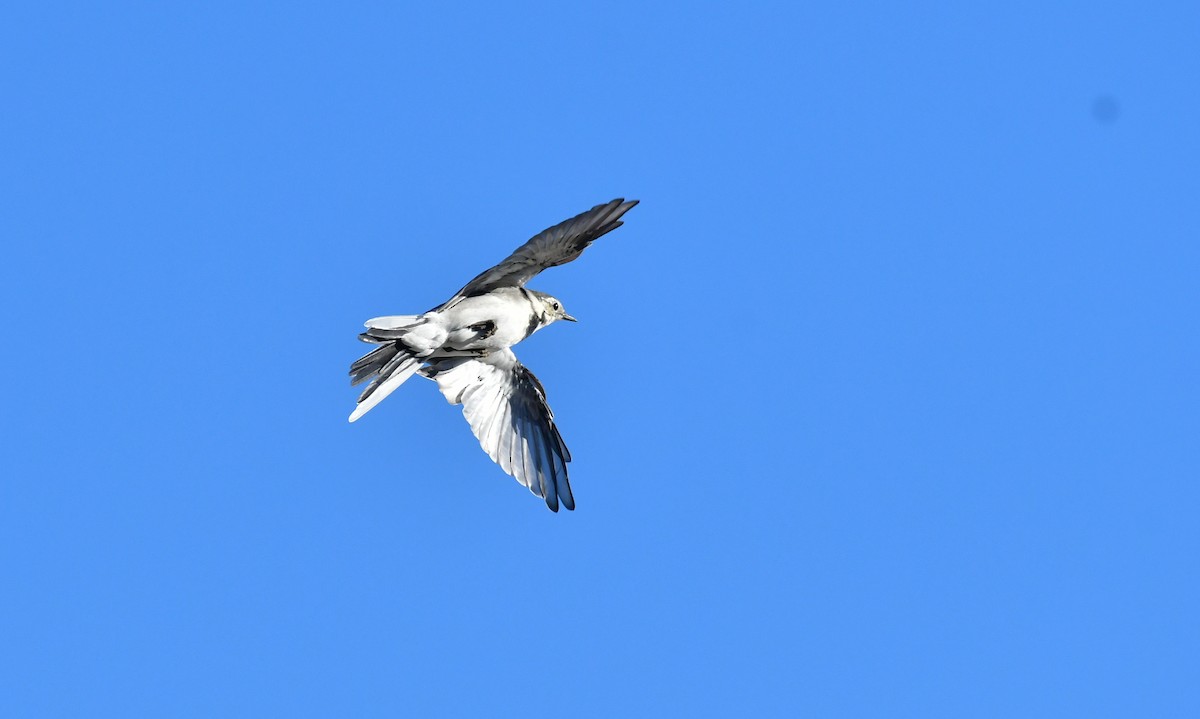 White Wagtail - ML646868851