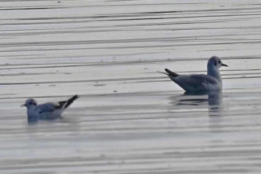 Mouette pygmée - ML646868852