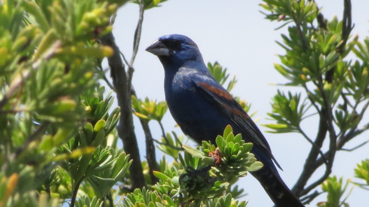 Mavi Çinte - ML646868853