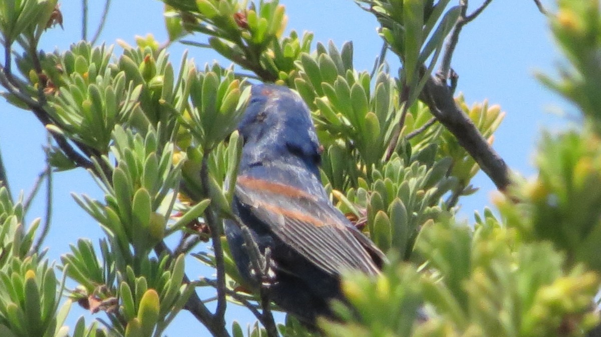 Mavi Çinte - ML646868854