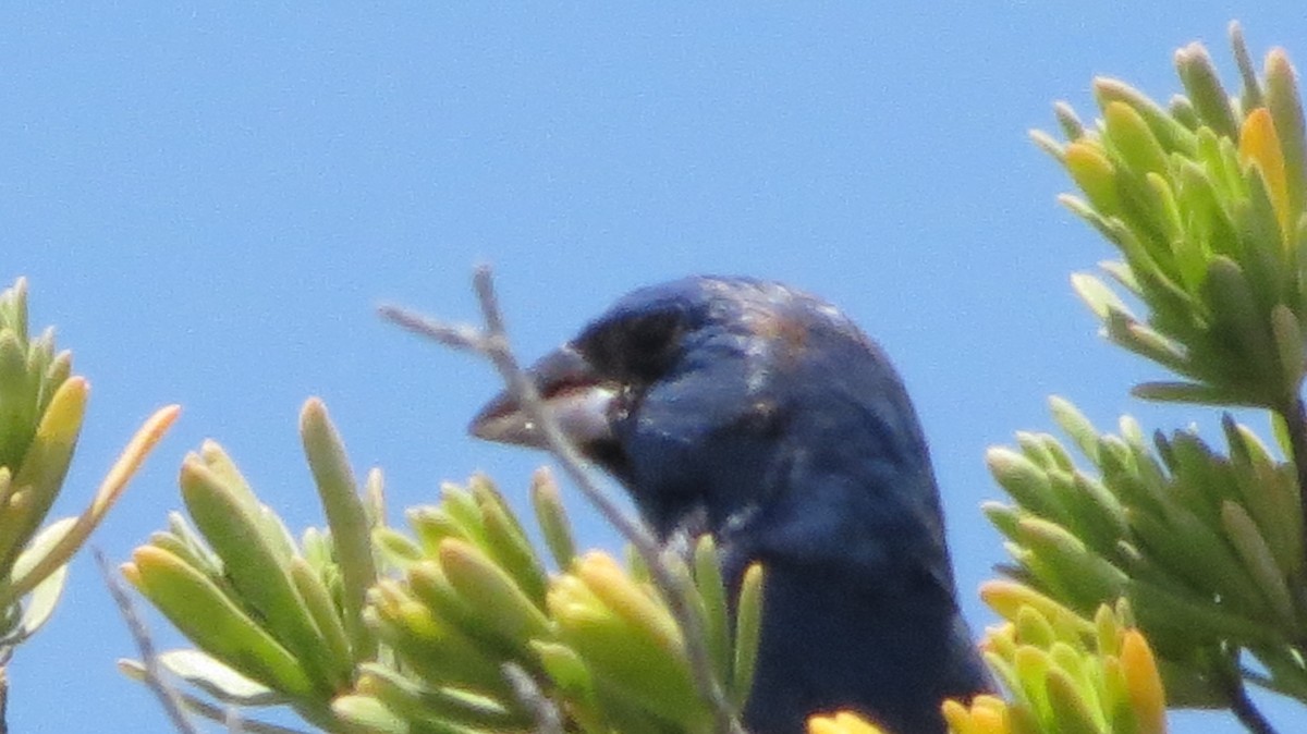 Mavi Çinte - ML646868855