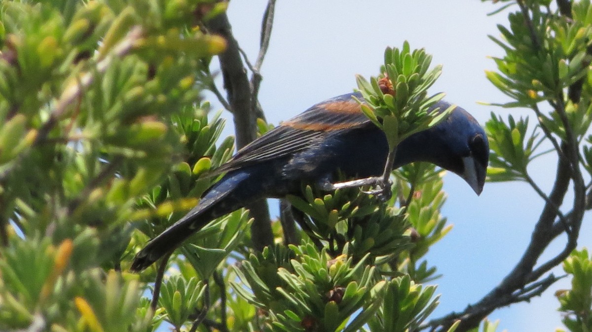 Mavi Çinte - ML646868856