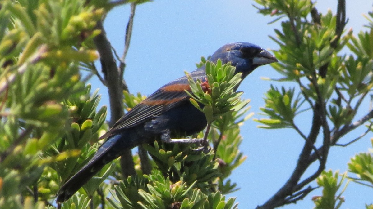 Mavi Çinte - ML646868857