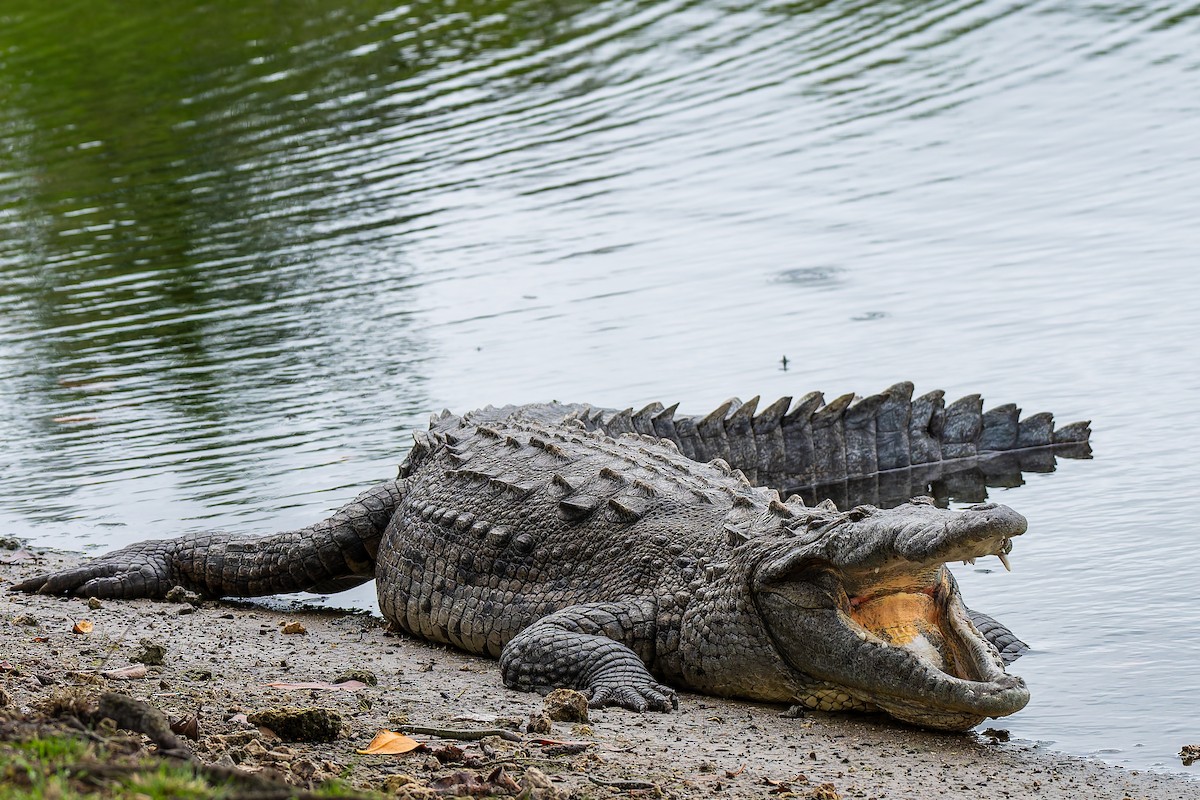 Острорылый крокодил - ML646868858