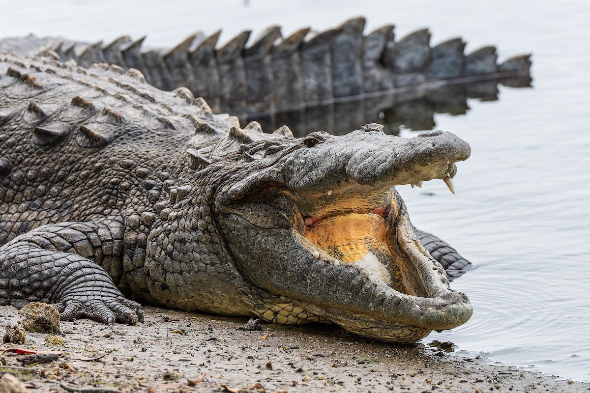 Острорылый крокодил - ML646868859