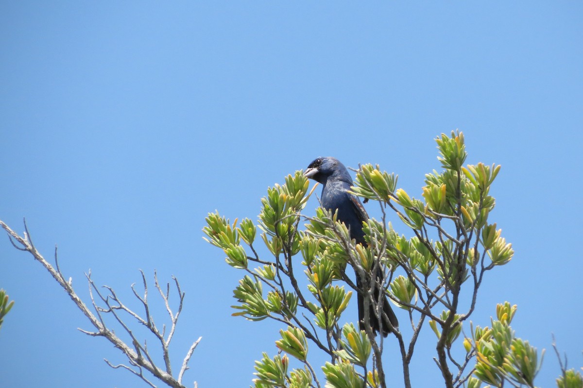 Mavi Çinte - ML646868860