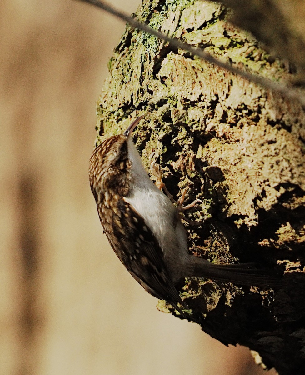 Agateador Euroasiático - ML646868861