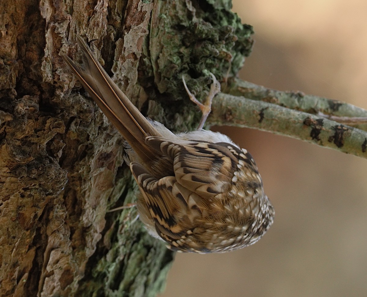 Agateador Euroasiático - ML646868862
