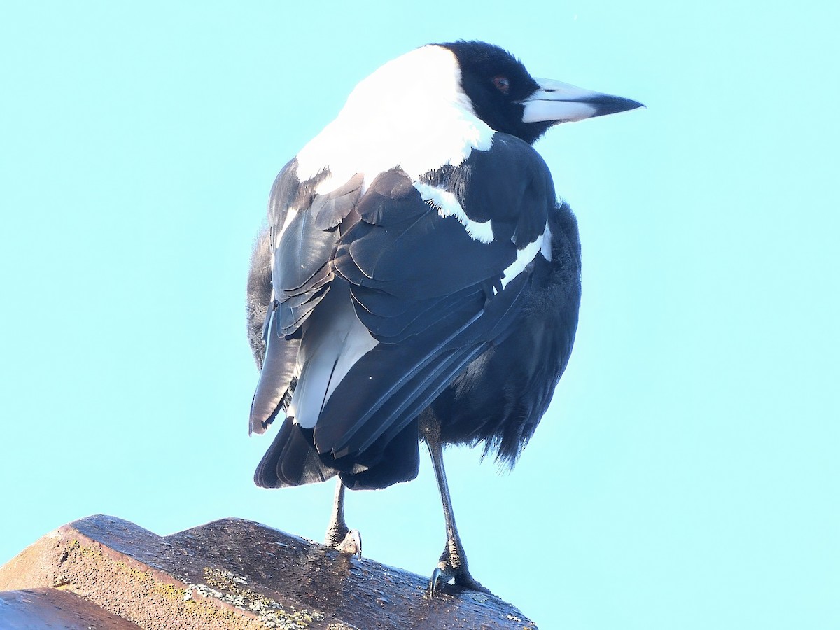 Verdugo Flautista (dorsiblanco) - ML646868863