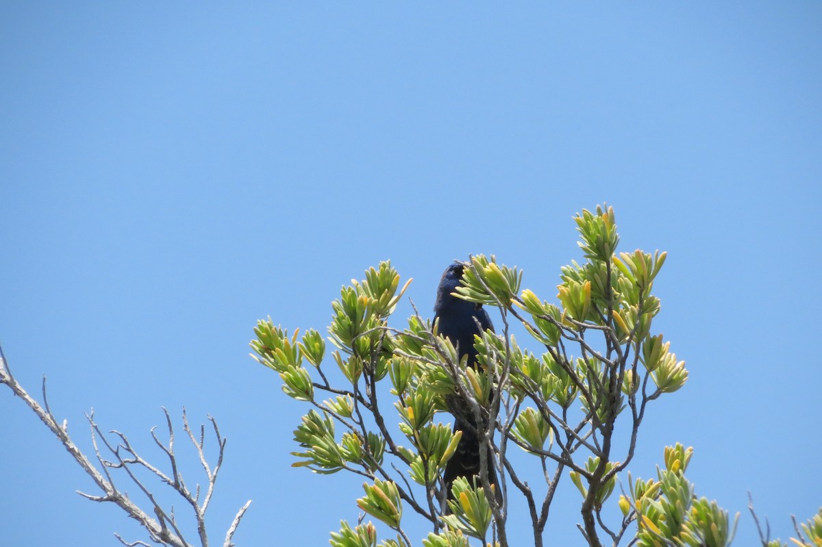 Mavi Çinte - ML646868864