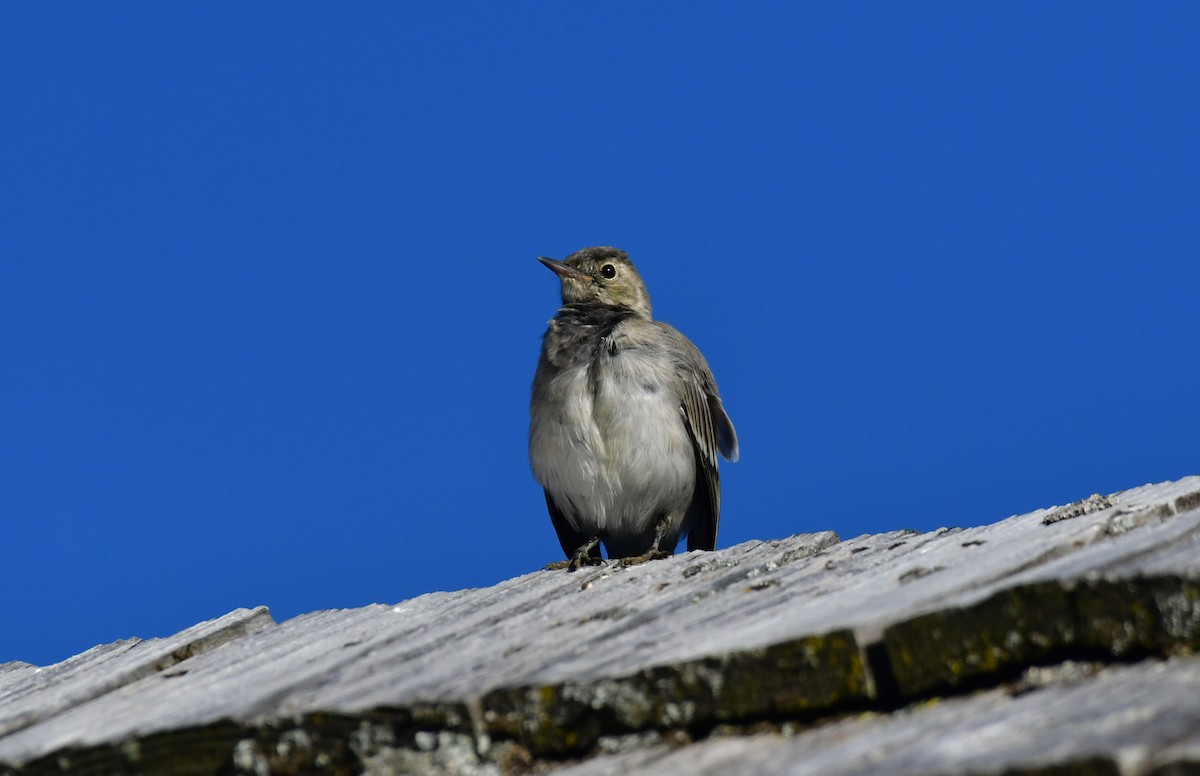Lavandera Blanca - ML646868865