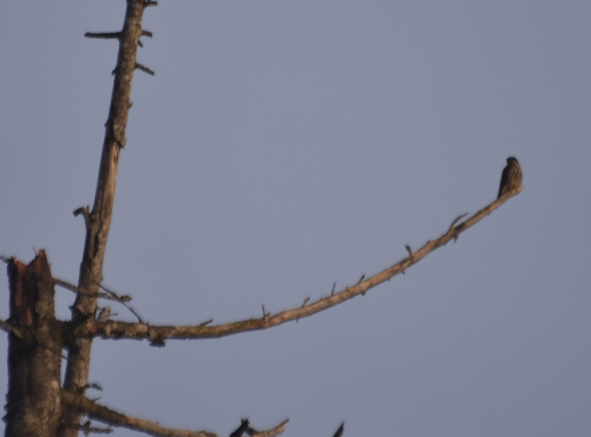 Esmerejón - ML646868866
