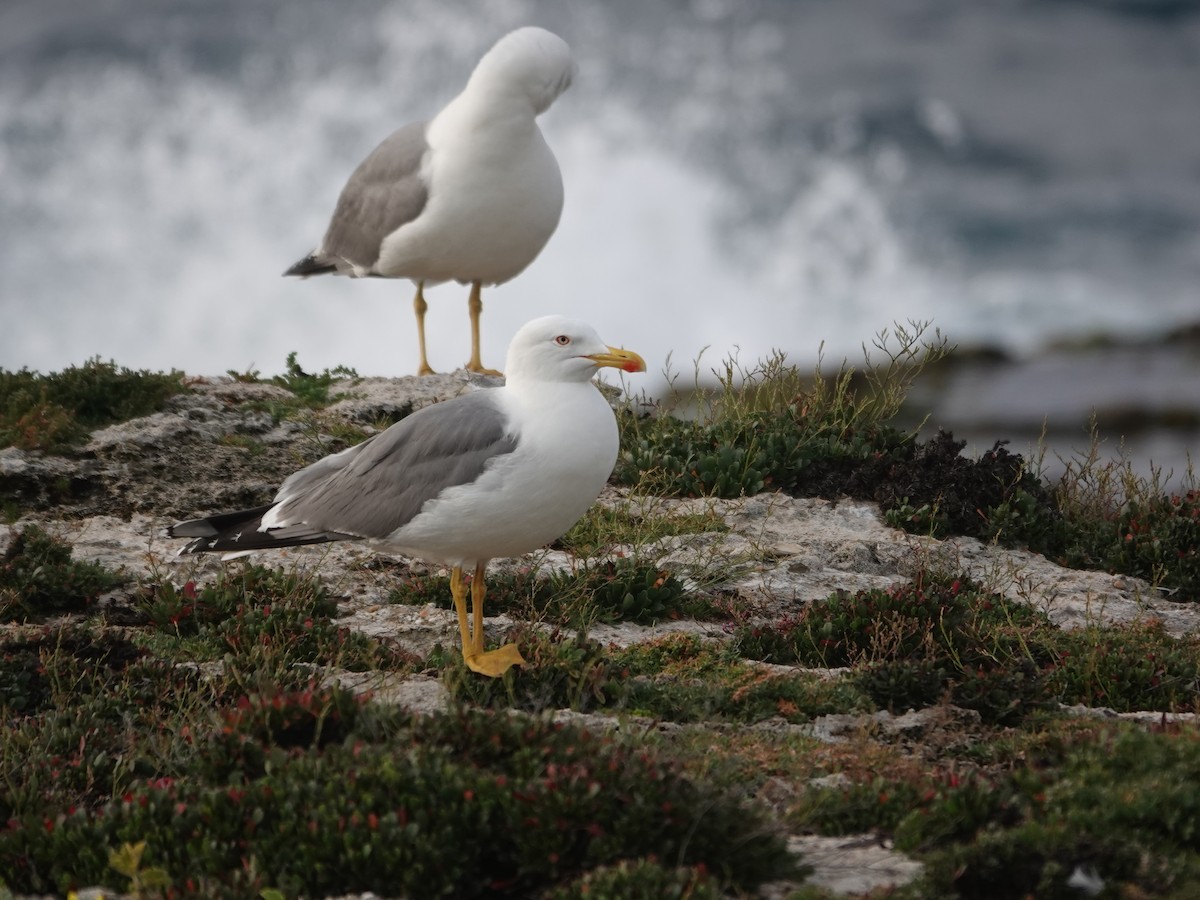 Gaviota Patiamarilla - ML646868867