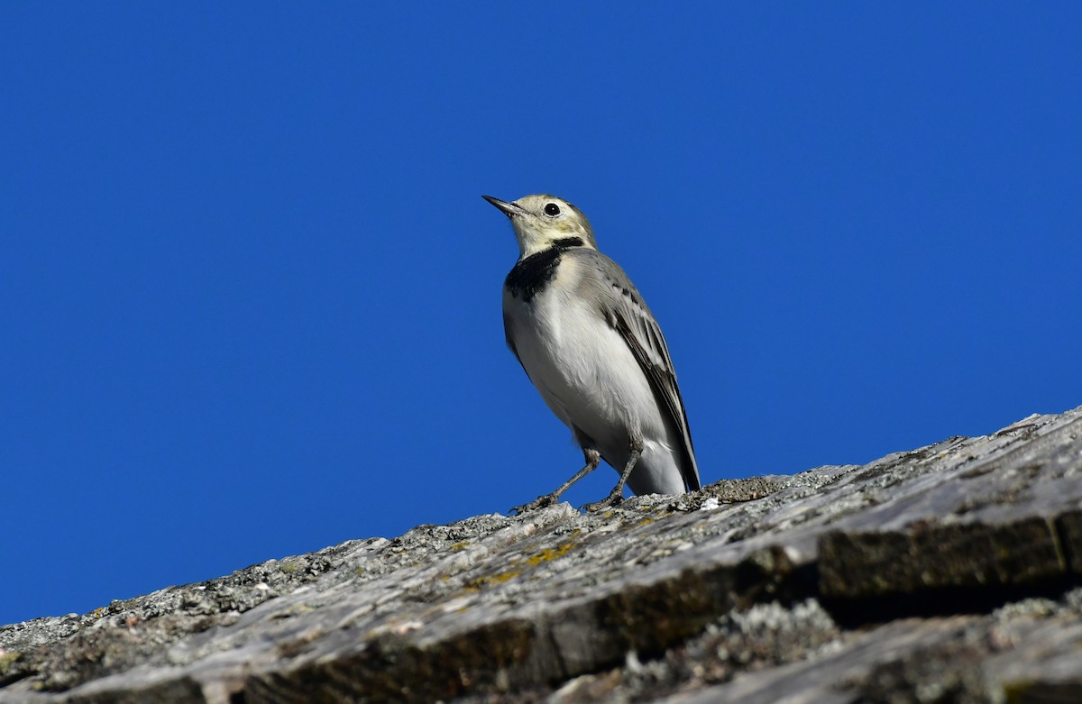 Lavandera Blanca - ML646868868