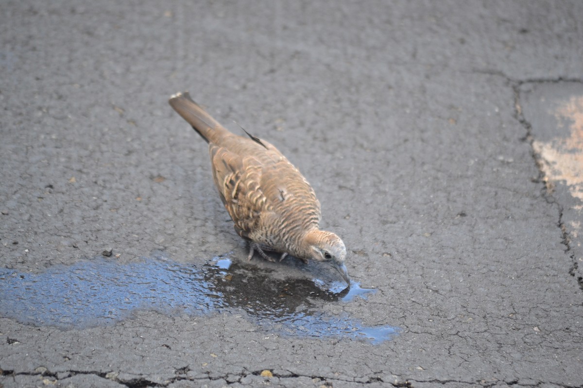 Tortolita Estriada - ML646868869