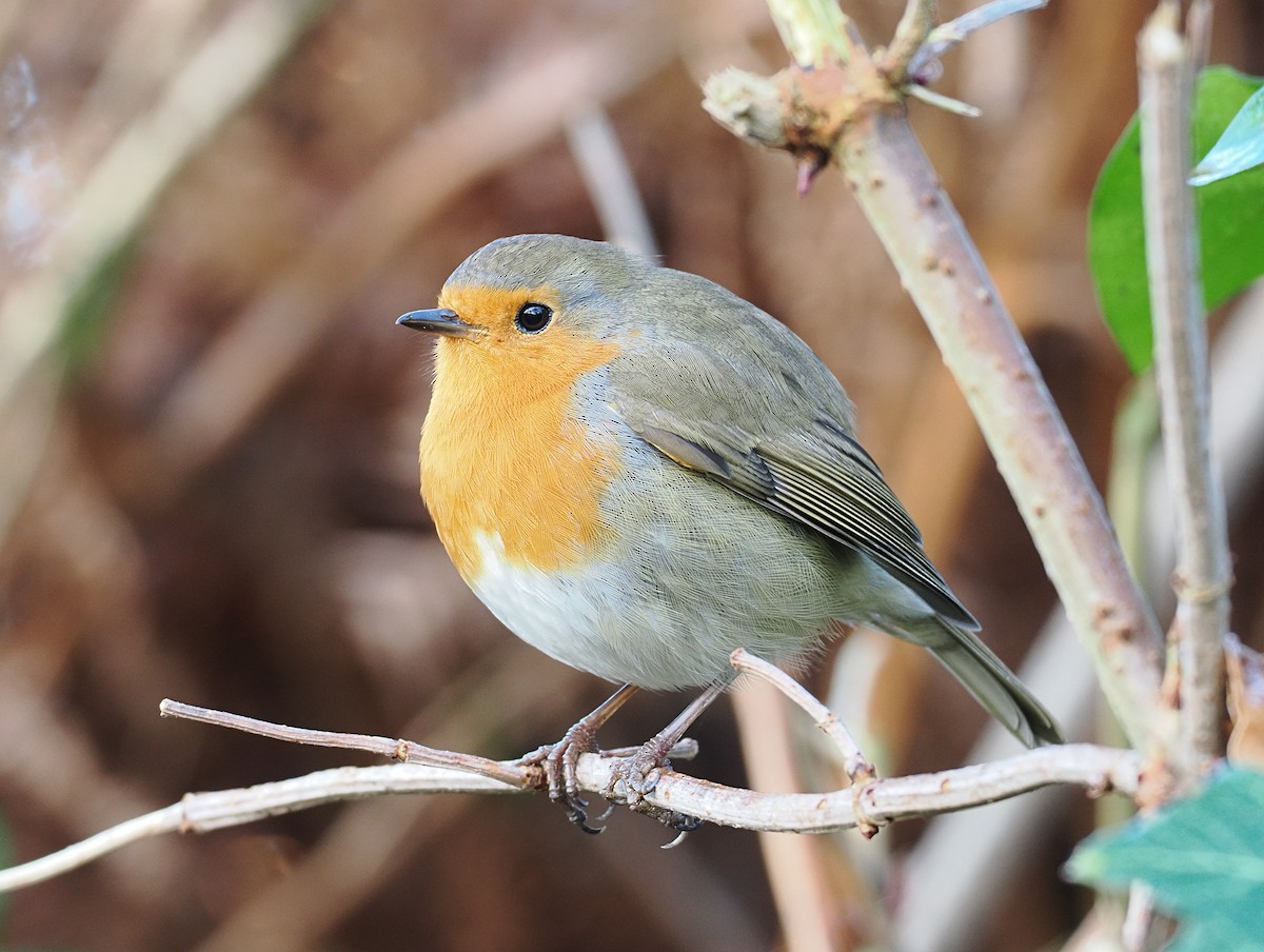 European Robin - ML646868870