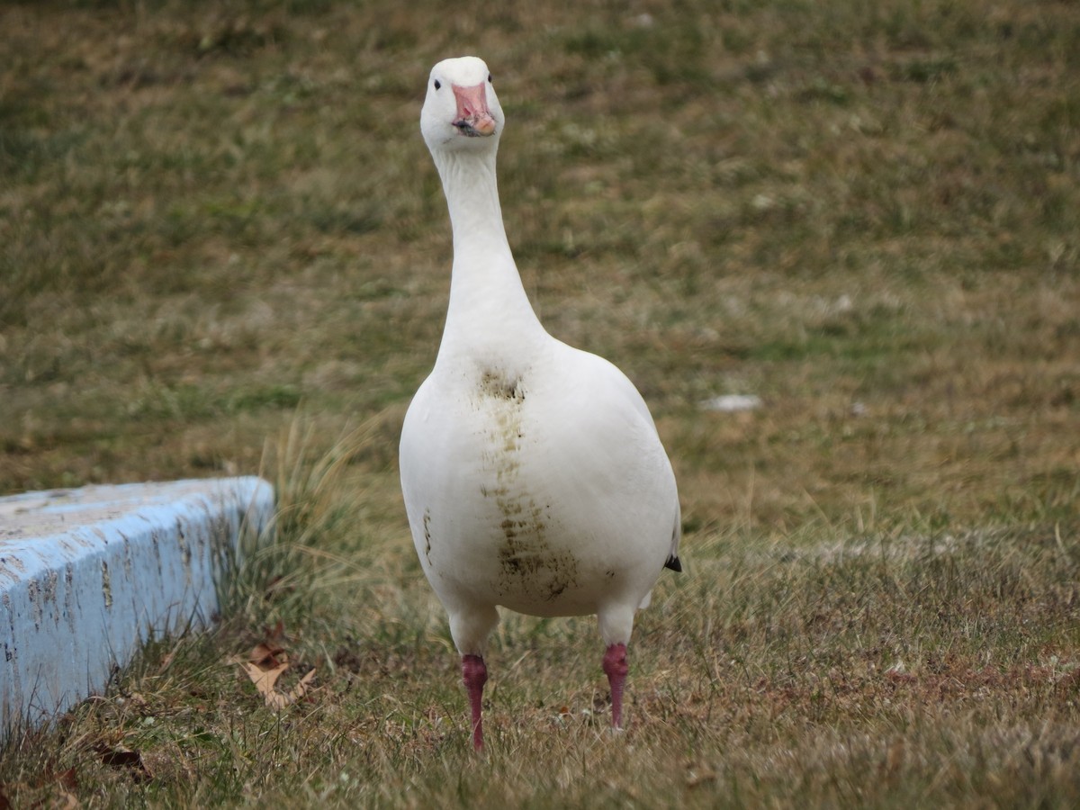 Ánsar Nival - ML646868871