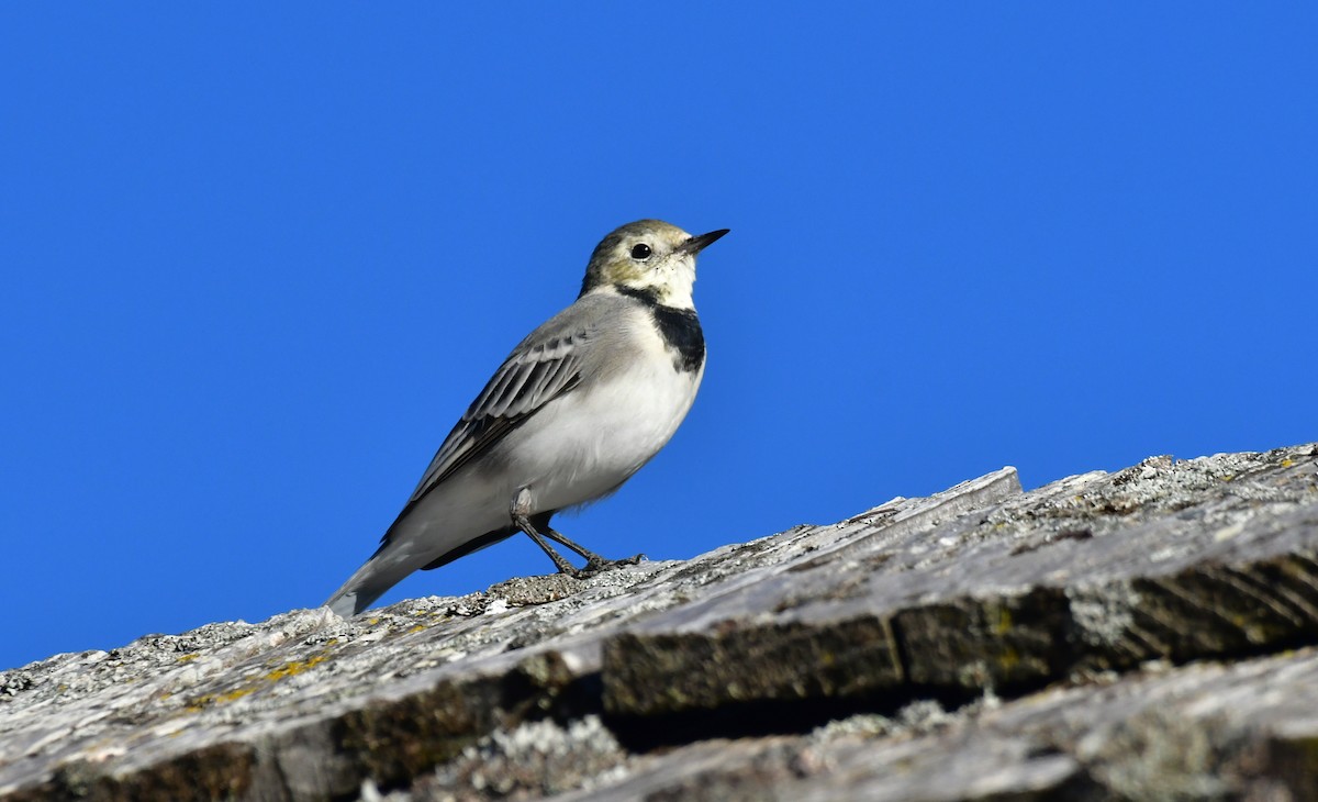 Lavandera Blanca - ML646868872
