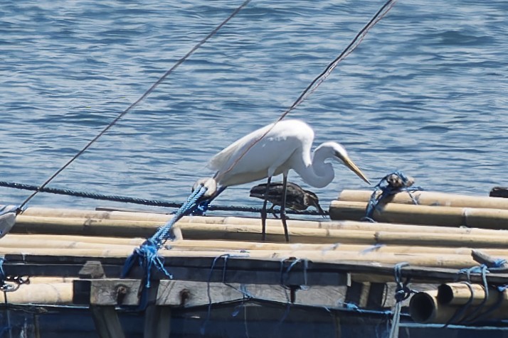 Garceta Grande - ML646868873