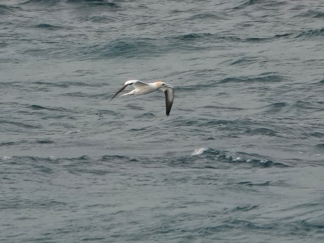 Alcatraz Atlántico - ML646868874