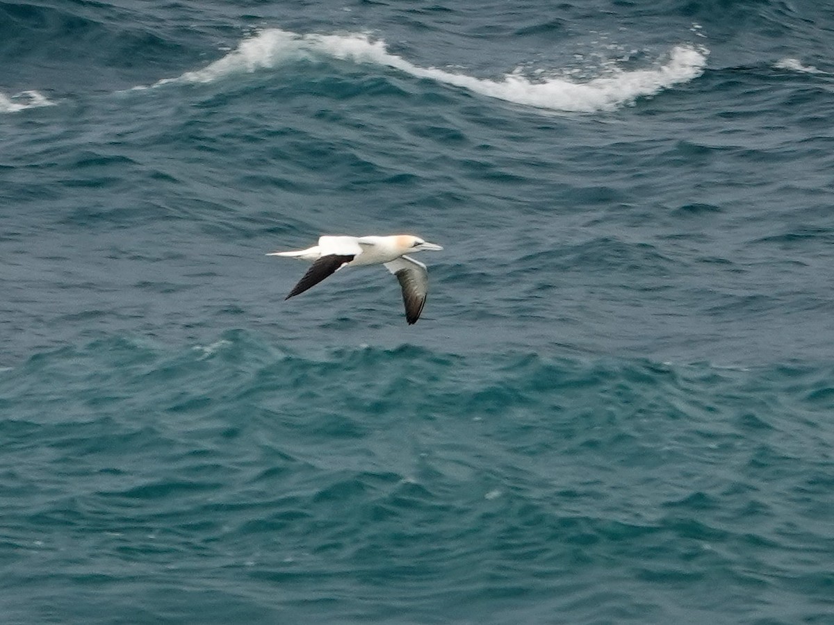 Alcatraz Atlántico - ML646868875