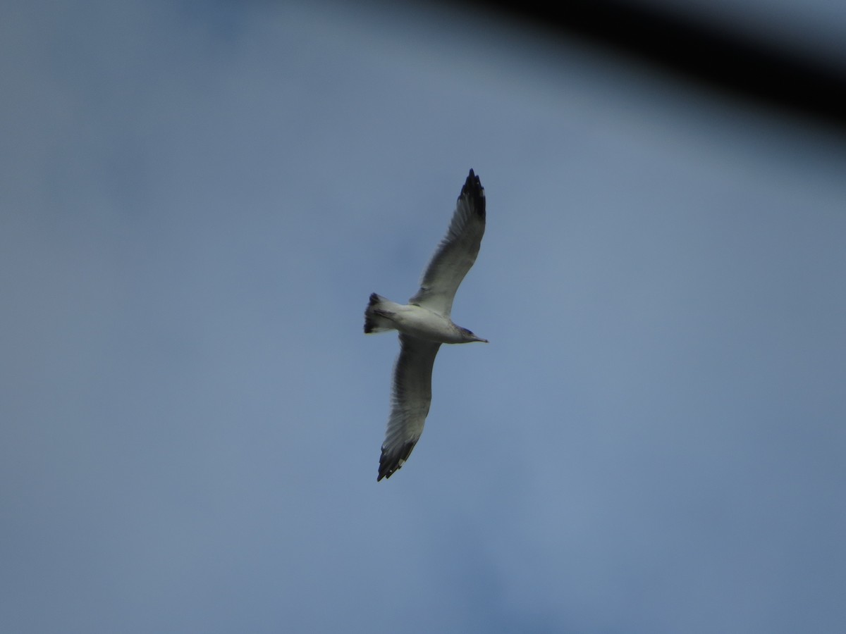Gaviota Californiana - ML646868876