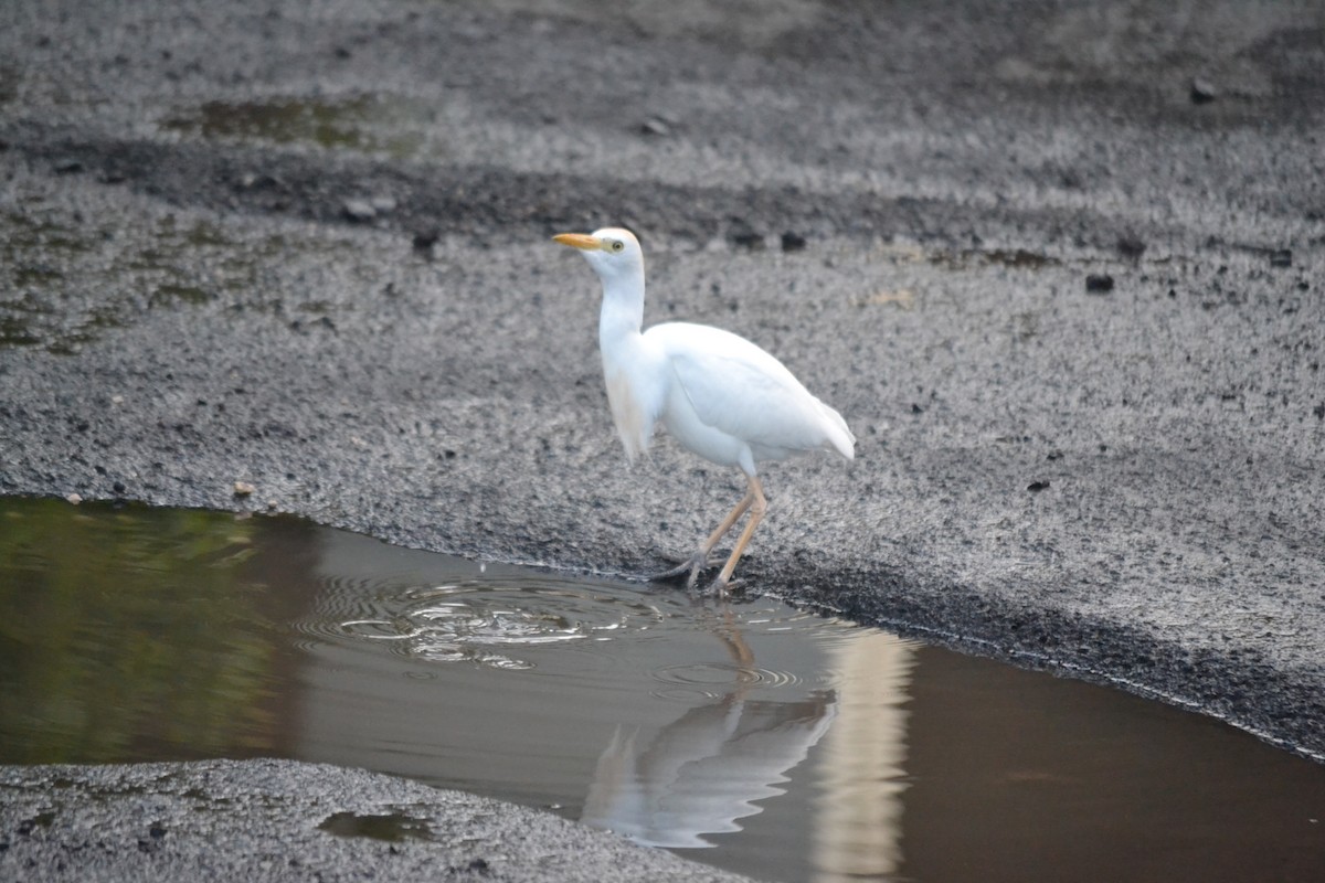 Garcilla Bueyera Occidental - ML646868877