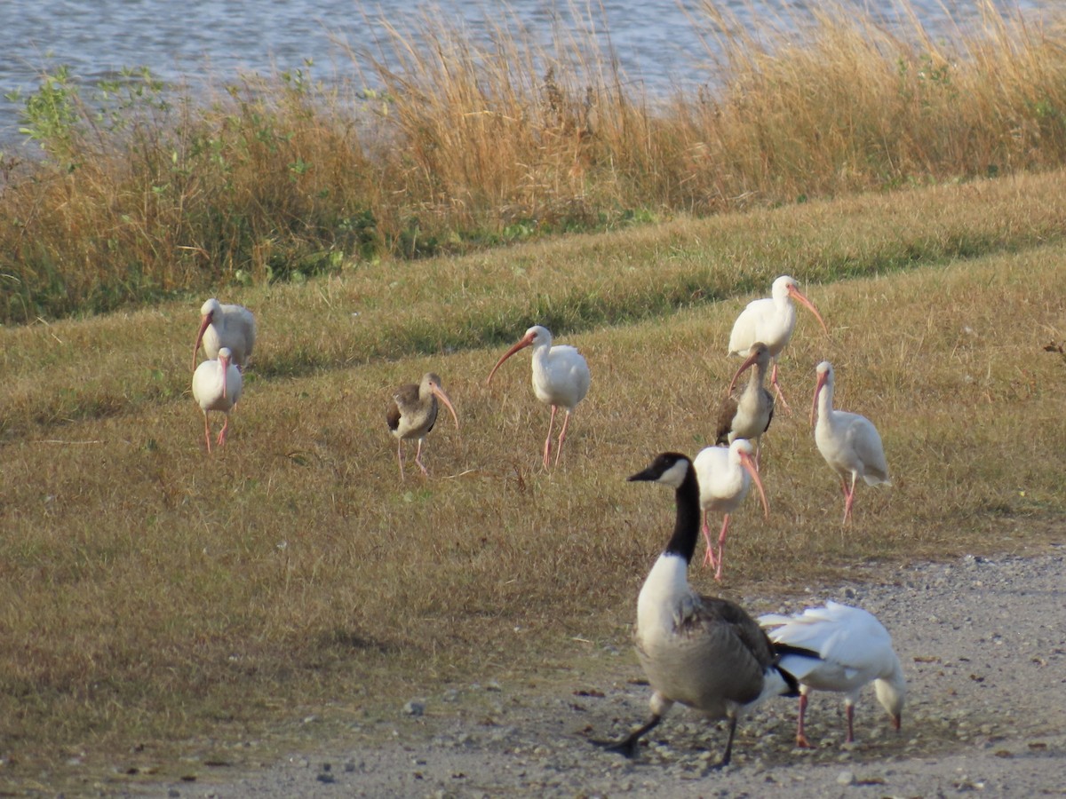 Corocoro Blanco - ML646868878