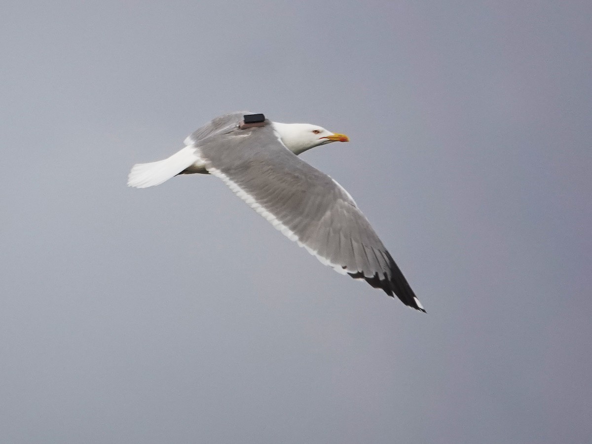 Gaviota Patiamarilla - ML646868880