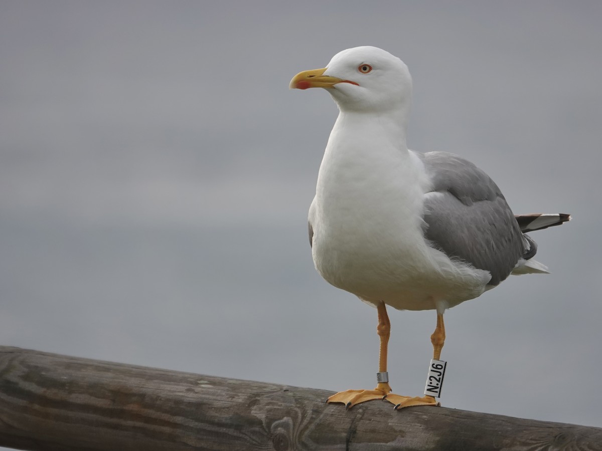 Gaviota Patiamarilla - ML646868881