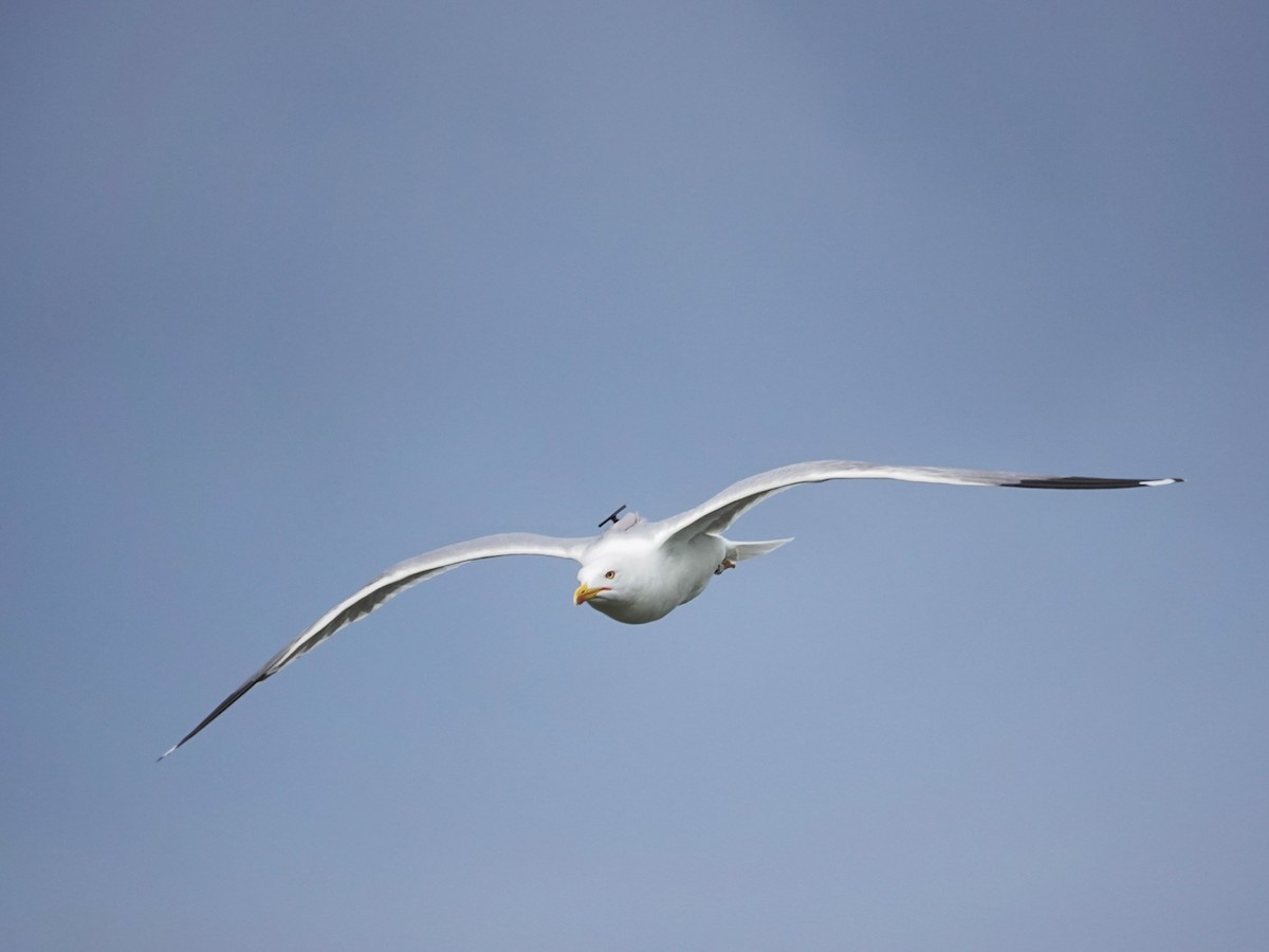 Gaviota Patiamarilla - ML646868882