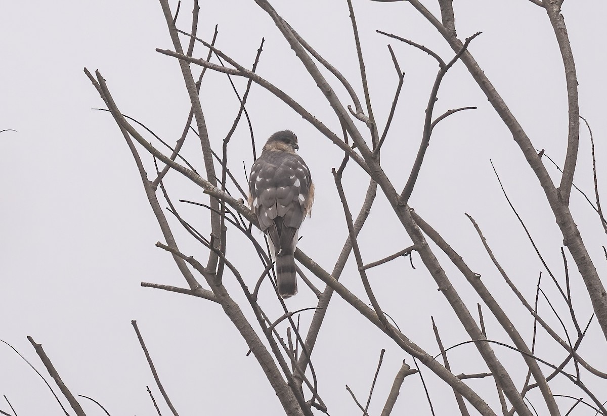 Gavilán Americano - ML646868883