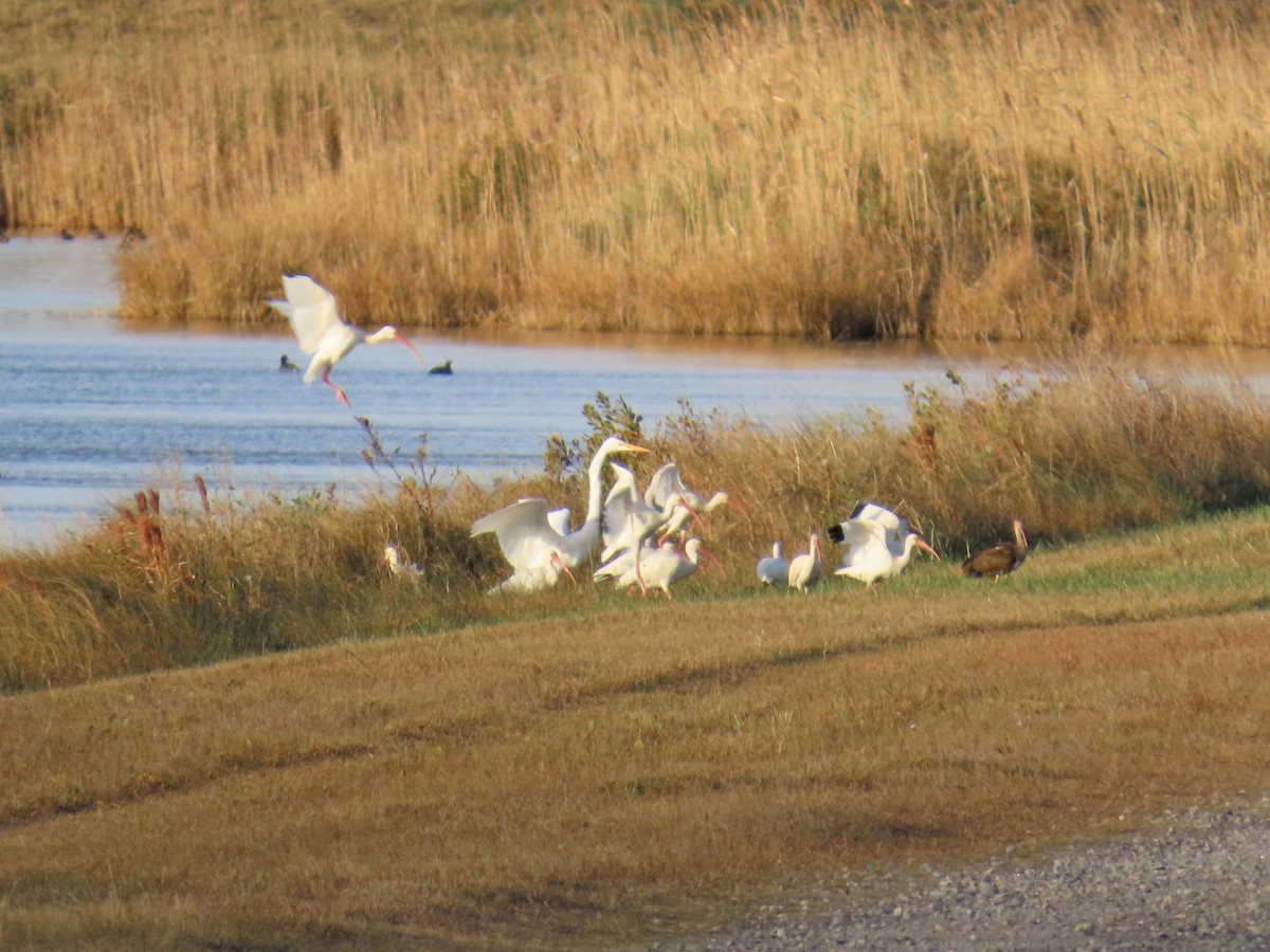 Corocoro Blanco - ML646868885