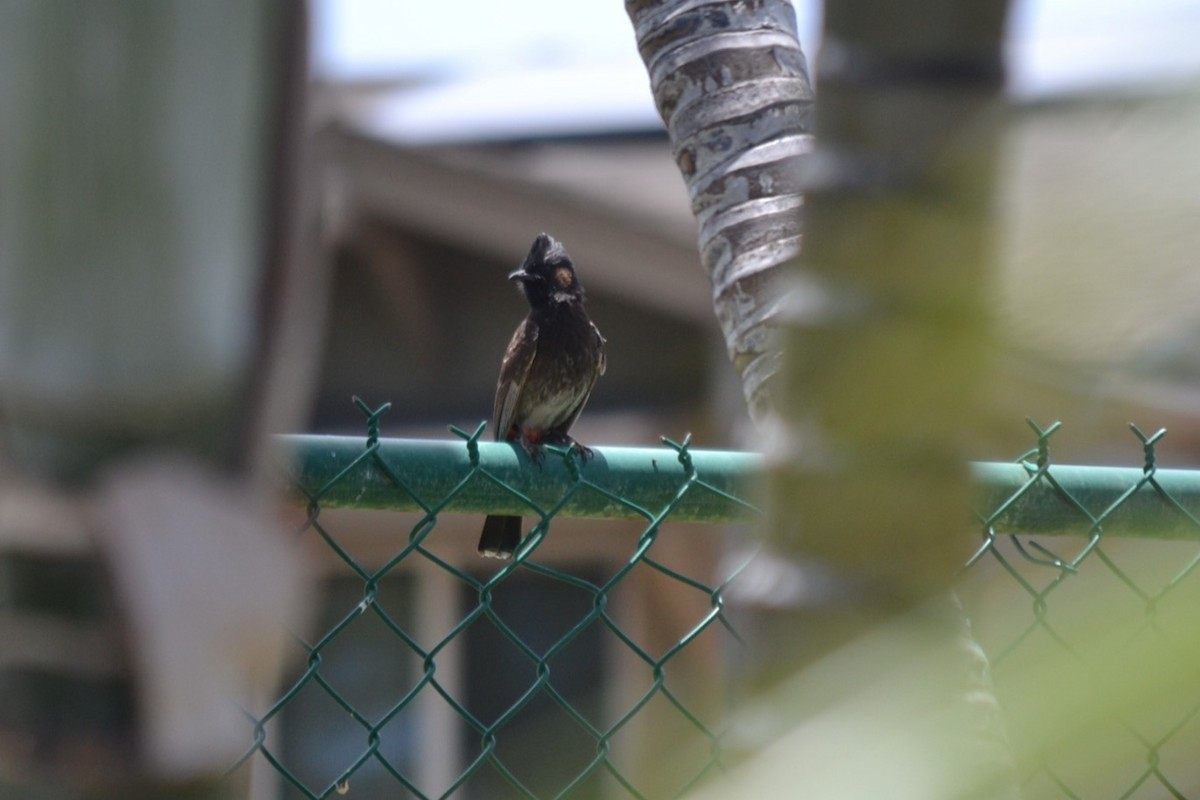 Red-vented Bulbul - ML646868888