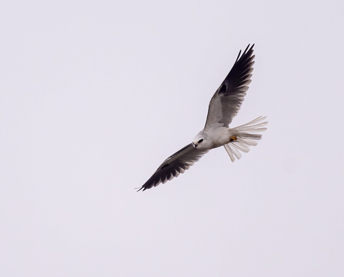 Elanio Maromero - ML646868889