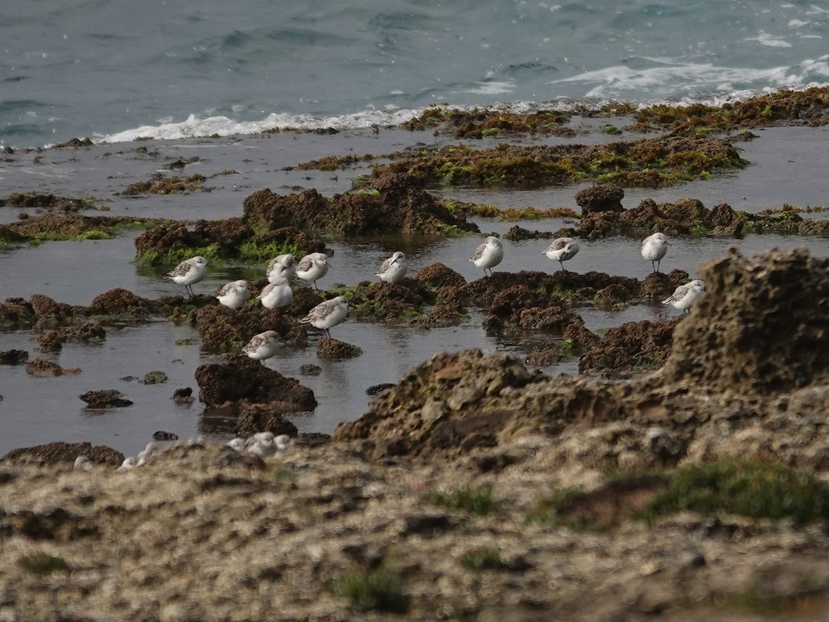 Sanderling - ML646868890