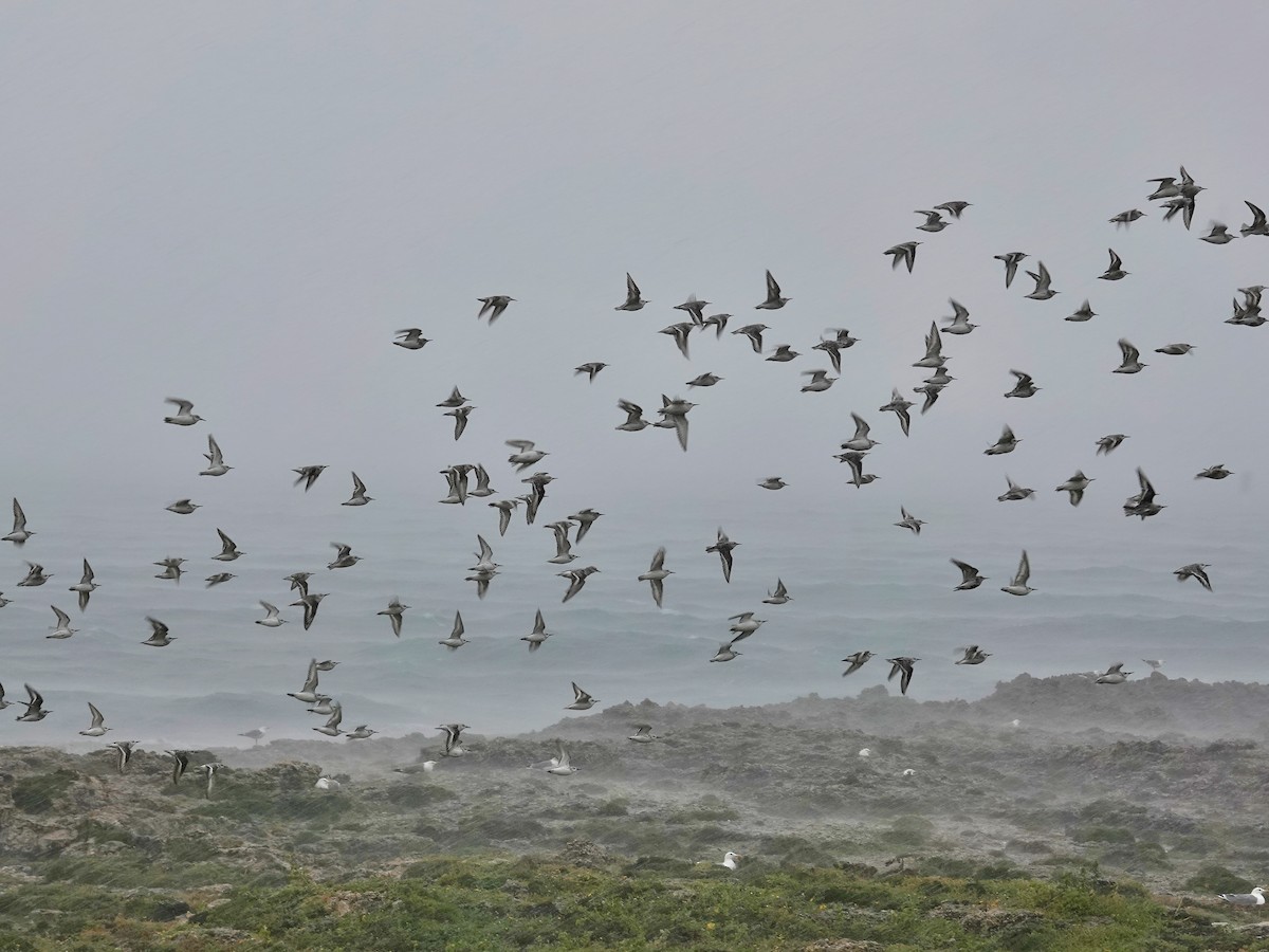 Sanderling - ML646868891
