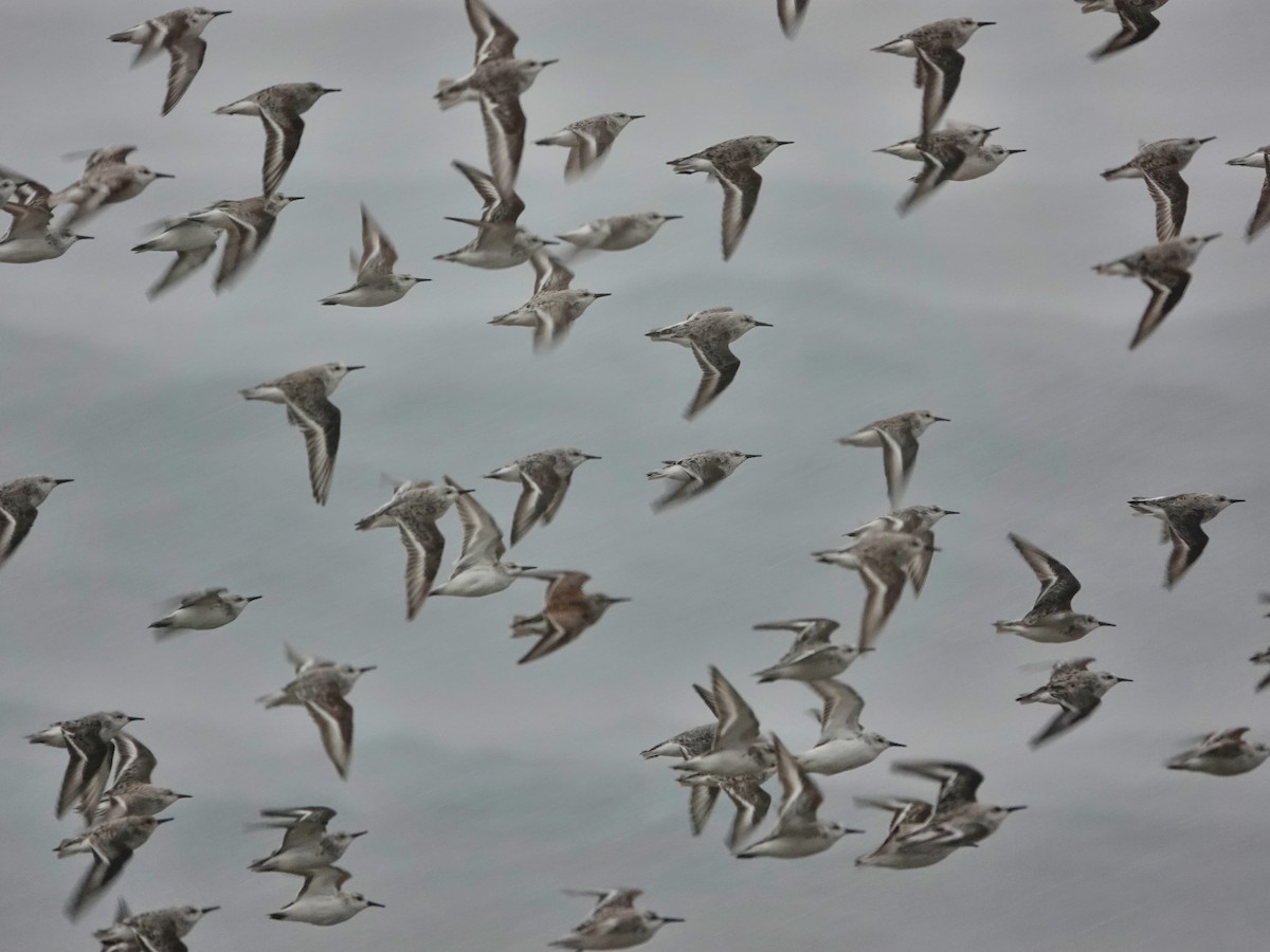 Sanderling - ML646868892