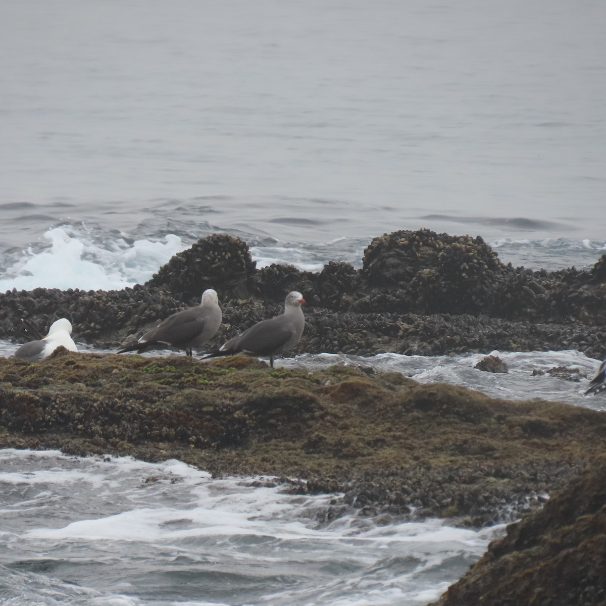 Goéland de Heermann - ML646868894