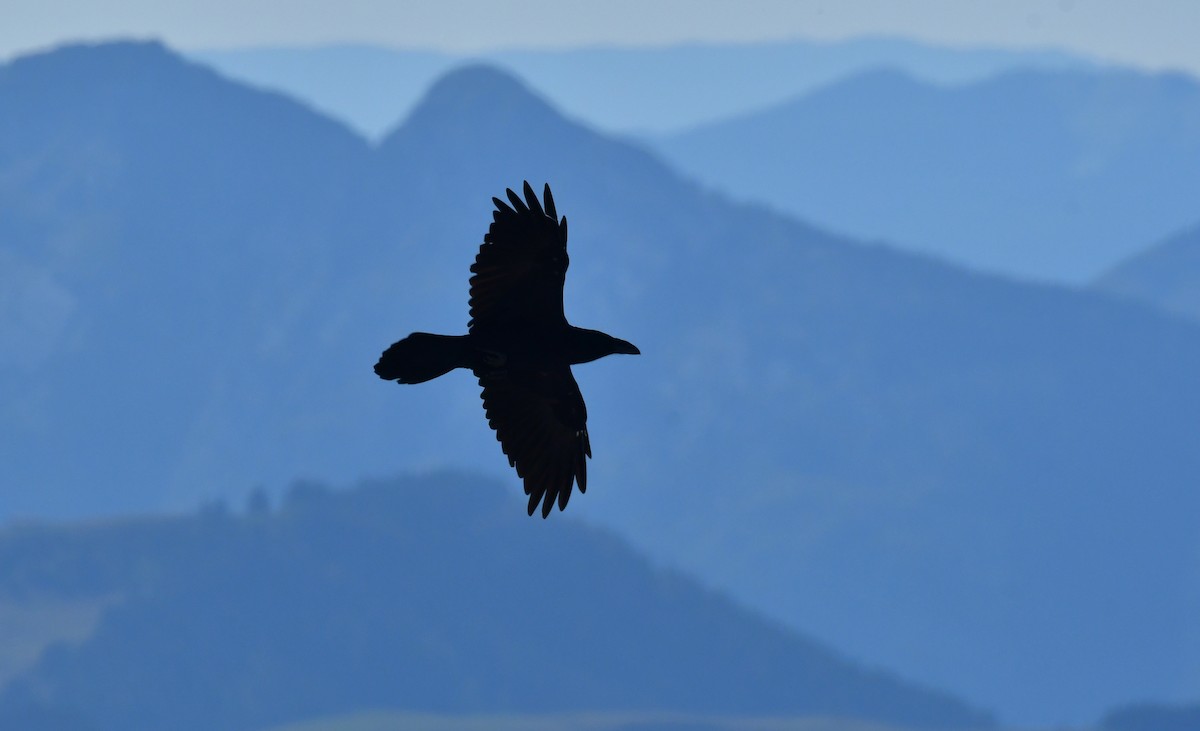 Common Raven - ML646868895