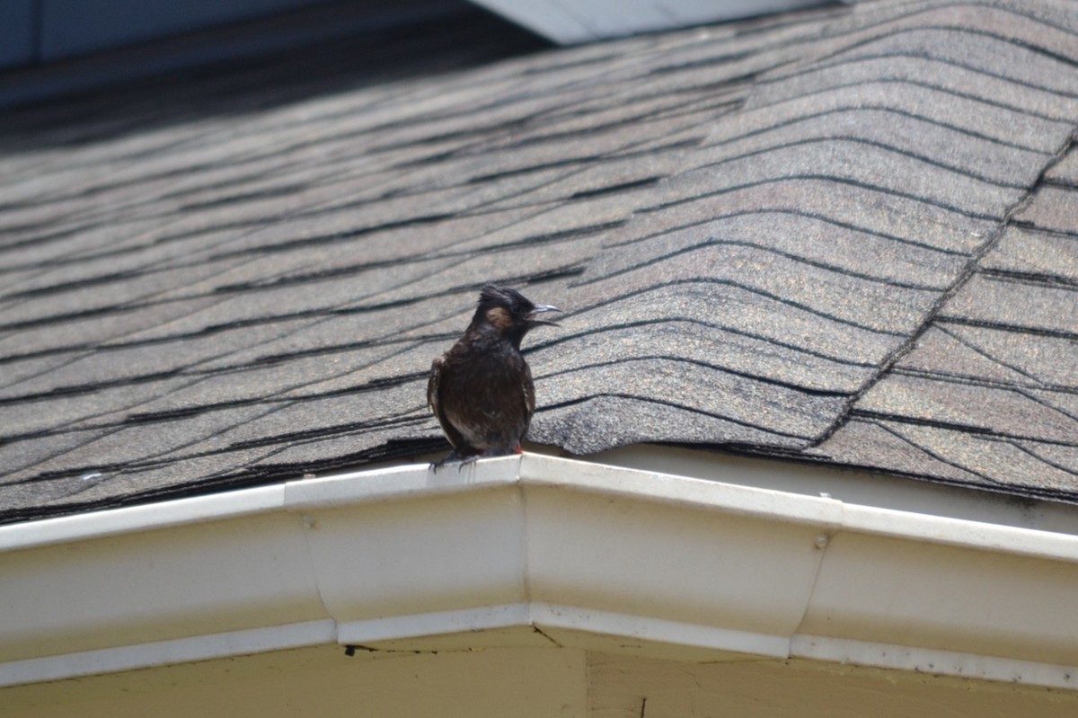 Red-vented Bulbul - ML646868896