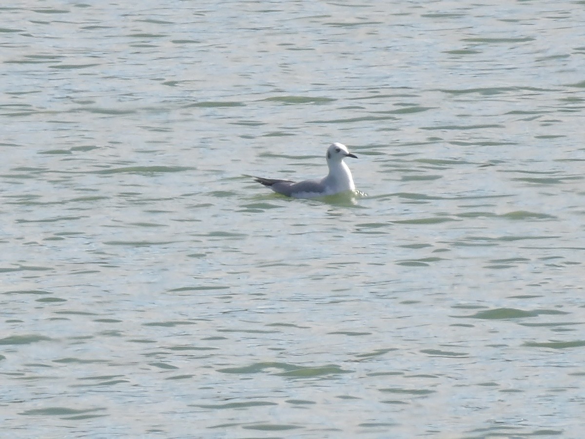 Bonaparte's Gull - ML646868900