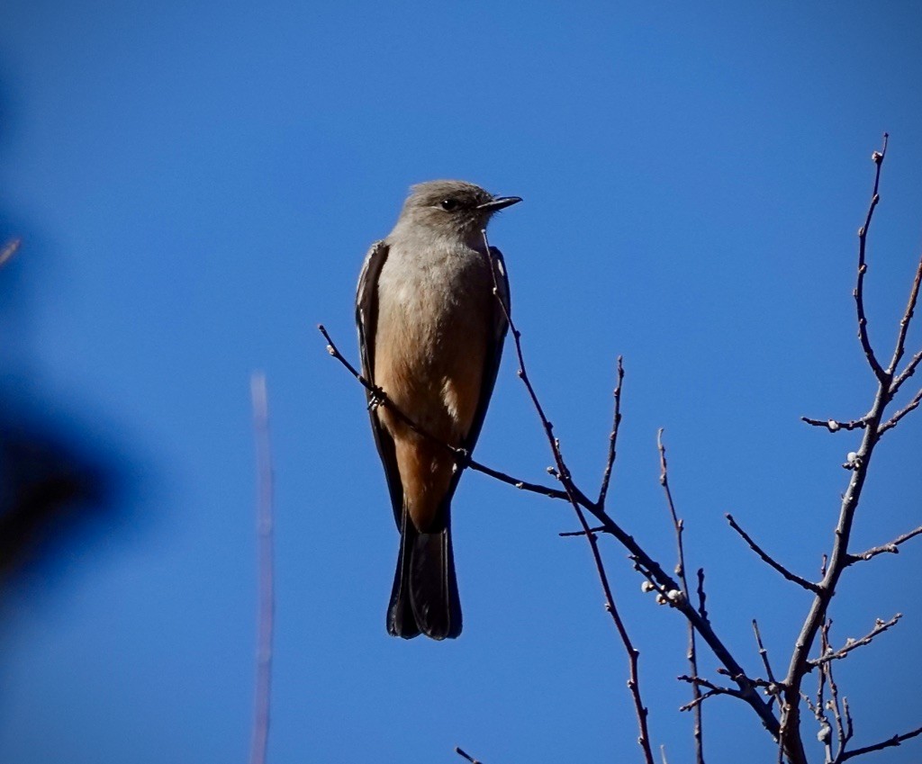 Say's Phoebe - ML646868903