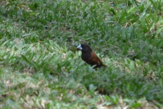 Chestnut Munia - ML646868907