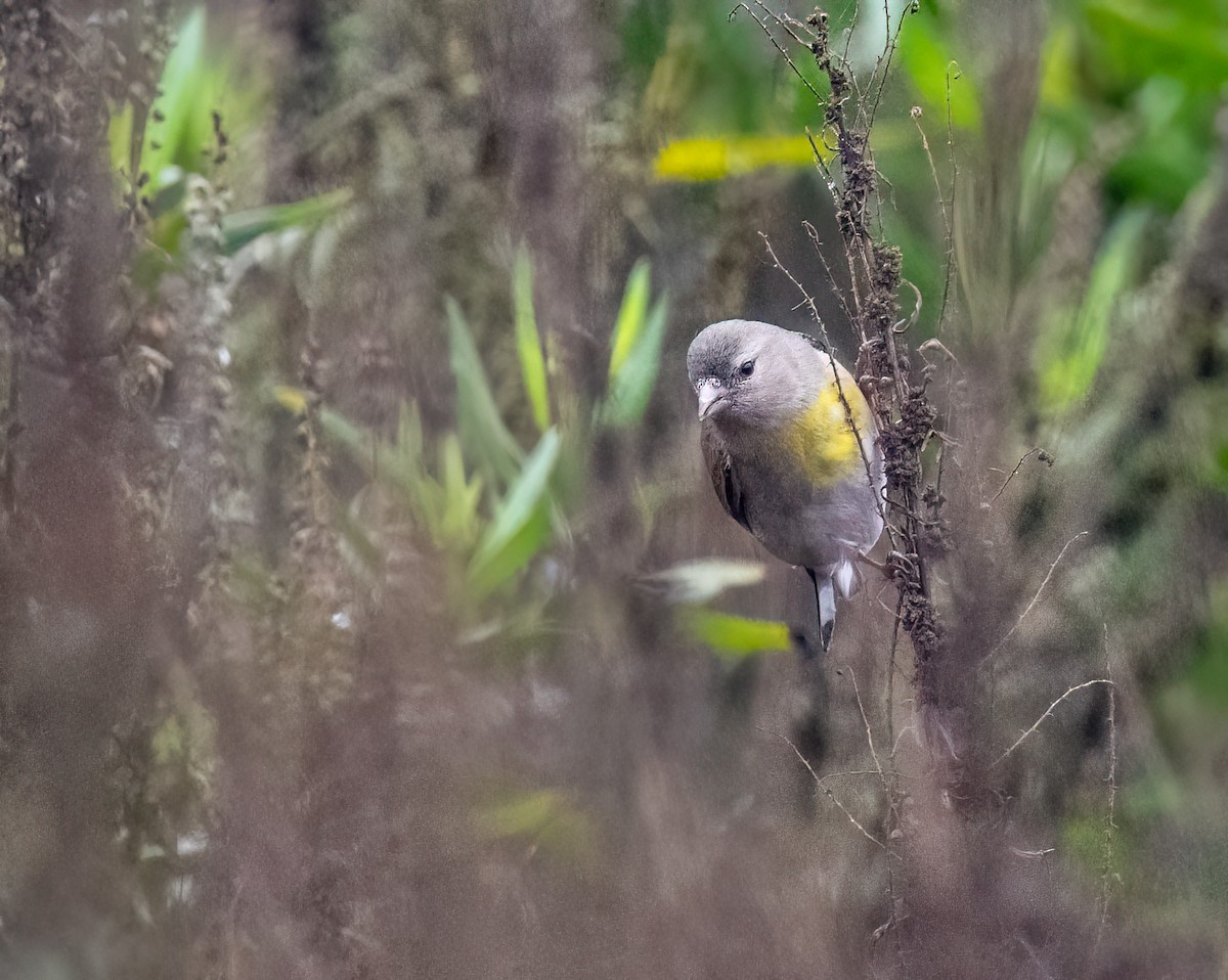 gråstillits - ML646868908