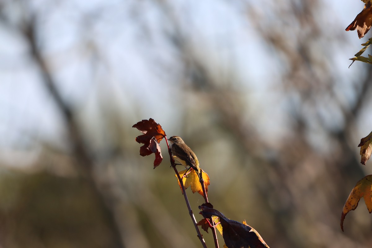 Palm Warbler - ML646868910