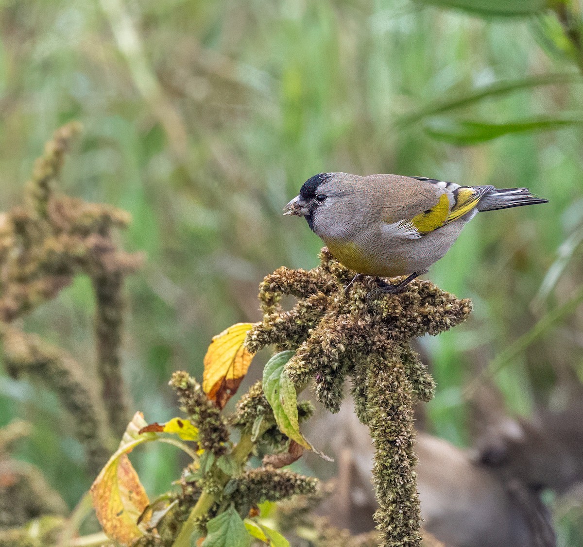 gråstillits - ML646868916